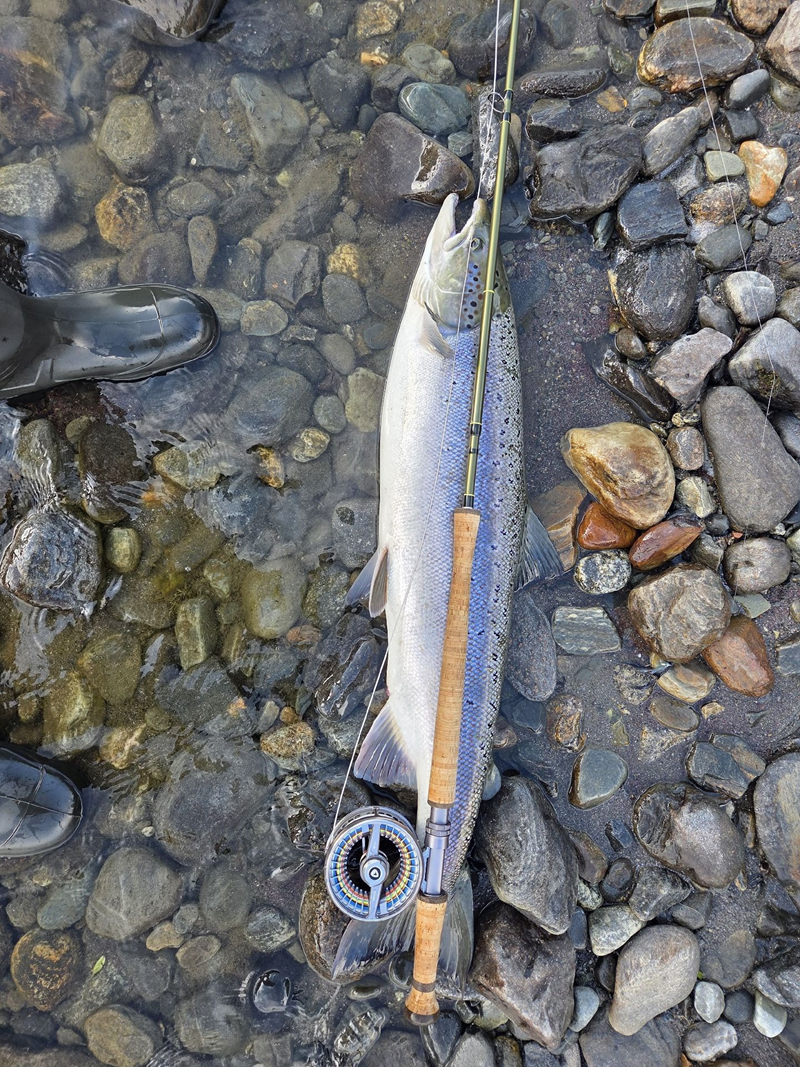Godt fiske i Storfjordelvene